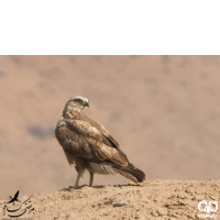 گونه سارگپه پا بلند Long-legged Buzzard